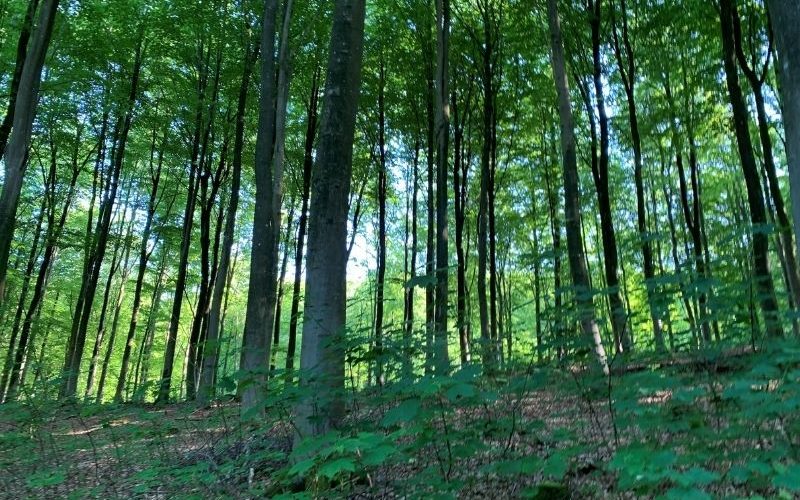 Rathlousdal Skovbegravelsesplads