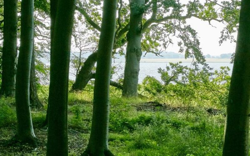 Saltø Skovbegravelsesplads fremvisning