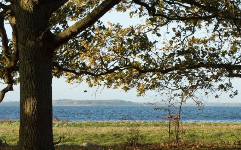 Udsigt fra Østskoven og Selsø Skovbegravelsesplads over Roskilde Fjord