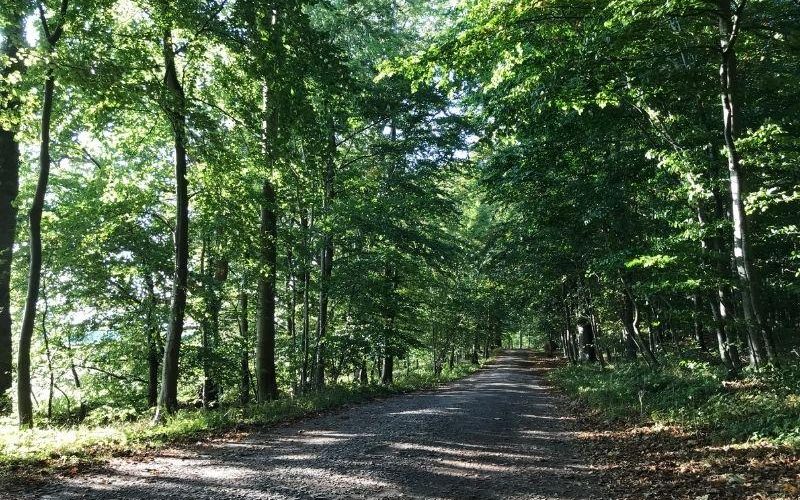 Skovvej ved Stensballegaard Skovbegravelsesplads