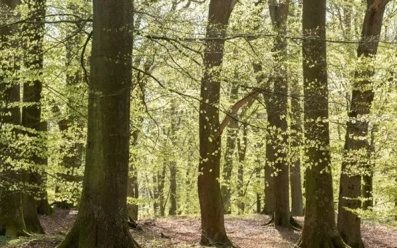 Bøgetræer på Valdemarskilde Skovbegravelsesplads en forårsdag i maj