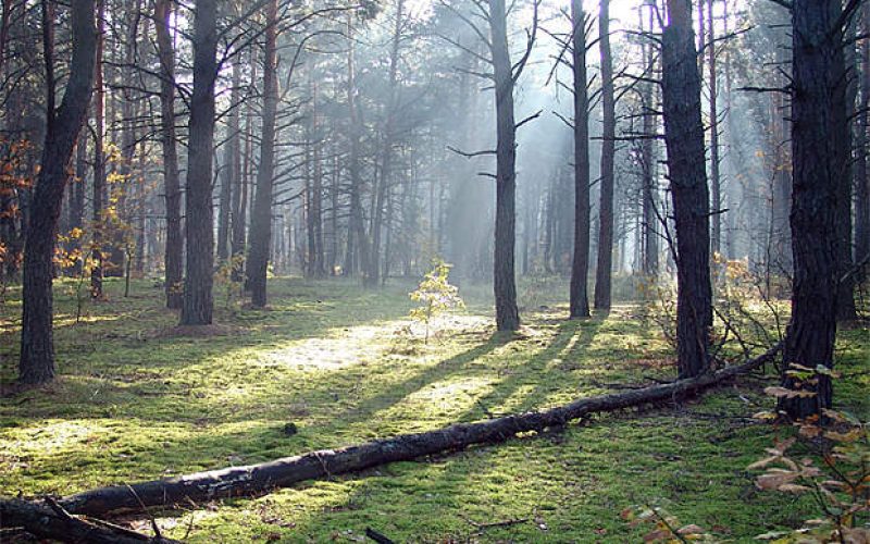 Sollys bryder skovens trækroner