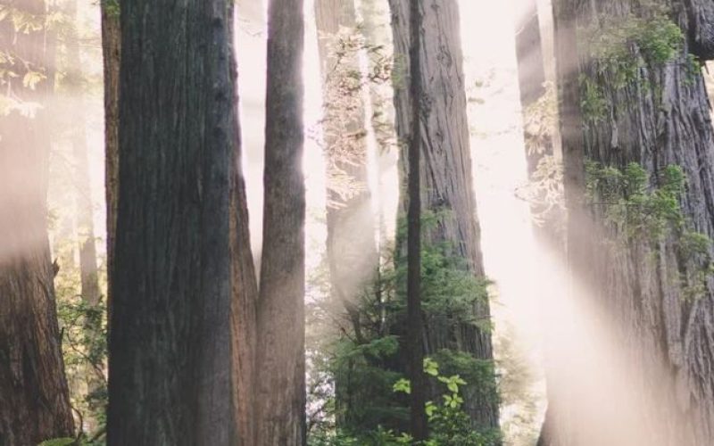 Hvil I Fred - Begravelse